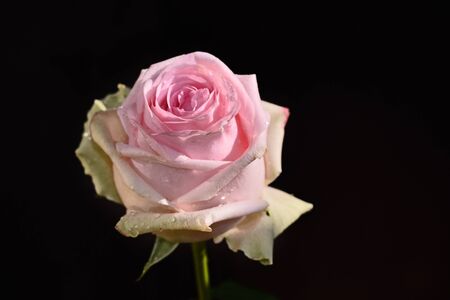 beautiful colorful rose close upの写真素材