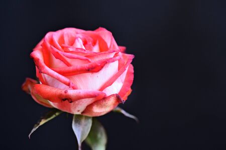 beautiful colorful rose close upの写真素材