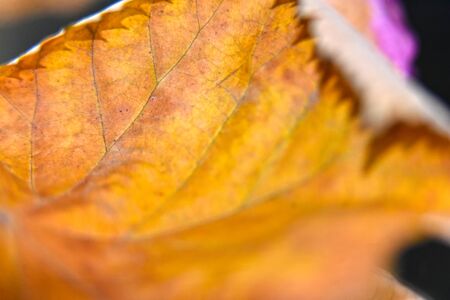 a very nice dry tree leaves