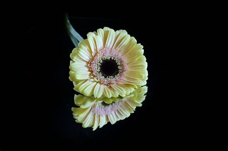 beautiful colorful gerber close up on the mirrorの写真素材