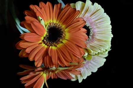beautiful colorful gerber close up on the mirrorの写真素材