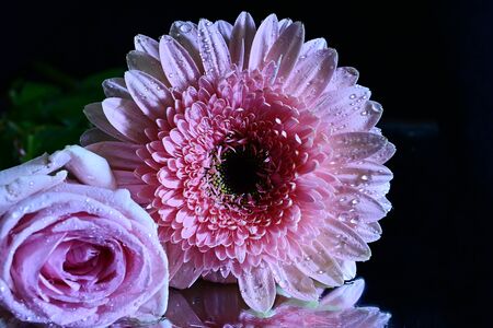 beautiful colorful gerber and rose  close up on the mirrorの写真素材