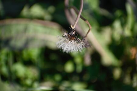 weed flower seeds close upの写真素材