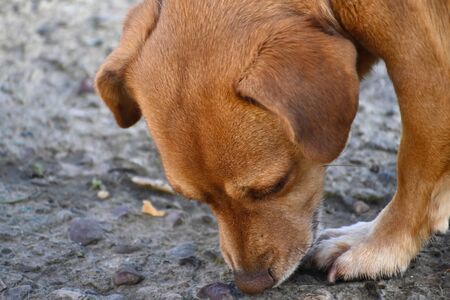 my sweet dog in the gardenの写真素材