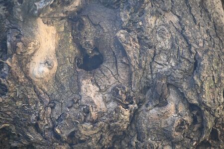 very old tree trunk close up