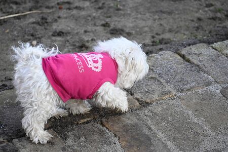 my sweet dog in the garden
