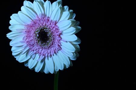 a beautiful colored flower in the darkの写真素材