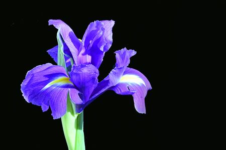 a beautiful purple iris close up