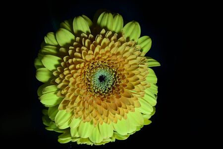 a very pretty yellow withered flowerの写真素材