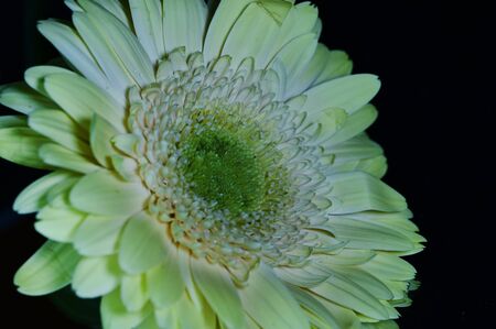 beautiful flower close upの写真素材