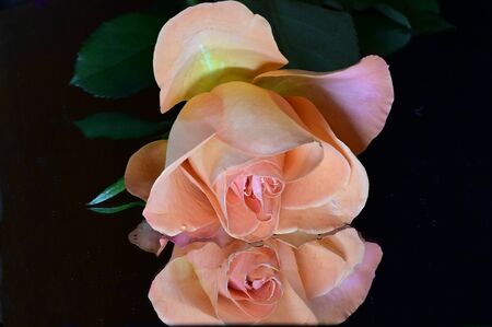 a very nice and colored rose liesの写真素材