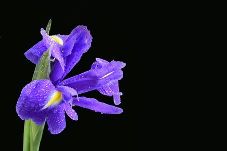 very nice colorful iris close up