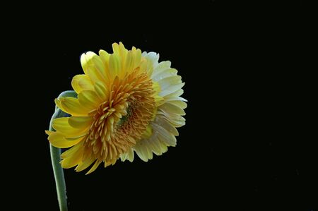 very pretty colorful gerber close upの写真素材