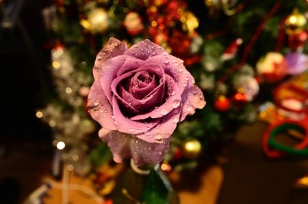 a beautiful rose close upの写真素材