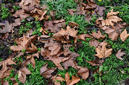 fallen leaves on the green  grassの写真素材