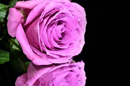 a very nice rose on a mirrorの写真素材