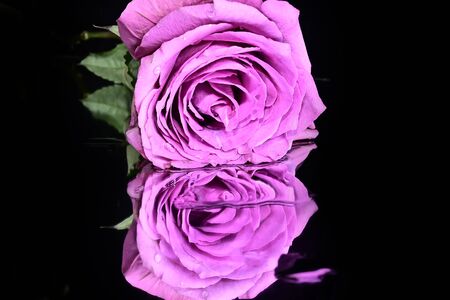 a very nice purple rose on a mirrorの写真素材