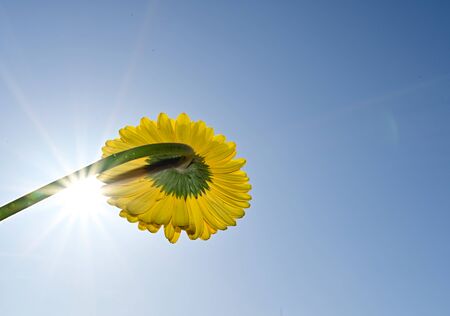 a very nice yellow flower in the sunshineの写真素材