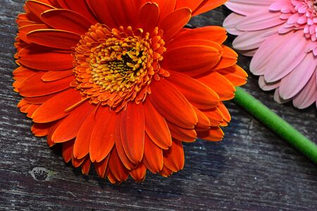 a very pretty colored gerebra close upの写真素材