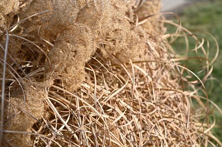 dry bush in the garden