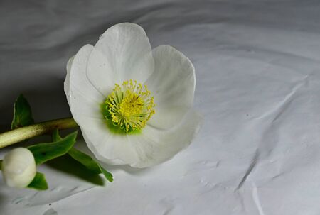 a beautiful white flower in the tableの写真素材