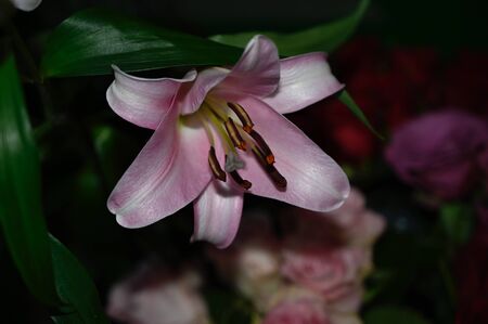 a very nice colorful lilly close upの写真素材