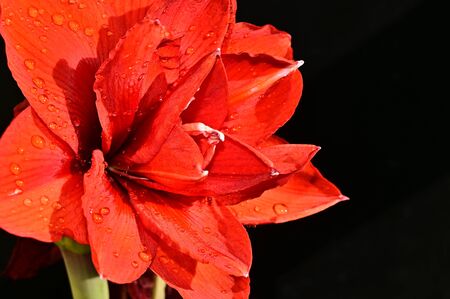 a very pretty red potted flowerの写真素材