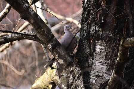 a nice turtledove in the treeの写真素材