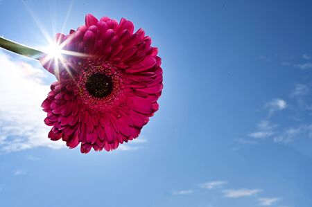 a very pretty colored gerber close upの写真素材