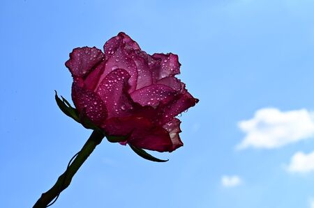 water drops on the roseの写真素材