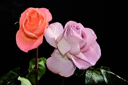 a very nice colorful flowers close upの写真素材