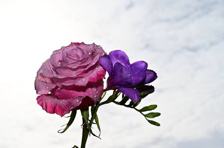 a very nice colorful flowers close upの写真素材