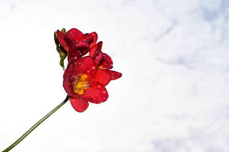 a very nice red freesia in the sunshineの写真素材