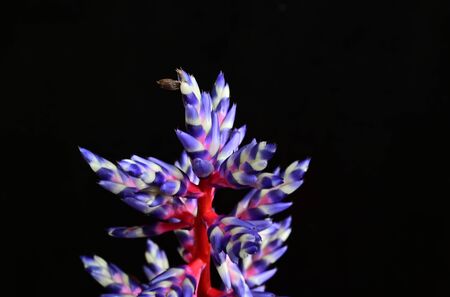 a very pretty colorful achmea close up