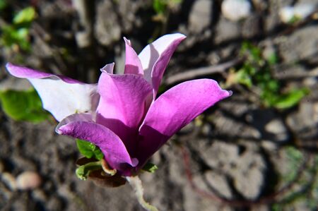 a very pretty magnolia in my gardenの写真素材