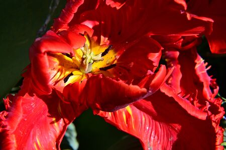 a very nice red opene dtulip close upの写真素材