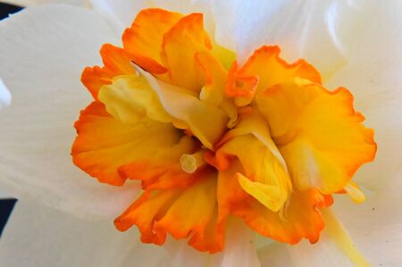 a beautiful daffodil close upの写真素材