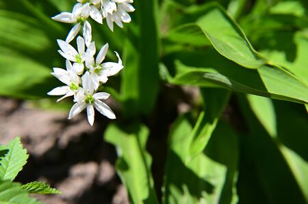 a very pretty small white flower close up