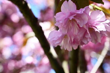 beautiful colorful spring blossoms in my gardenの写真素材