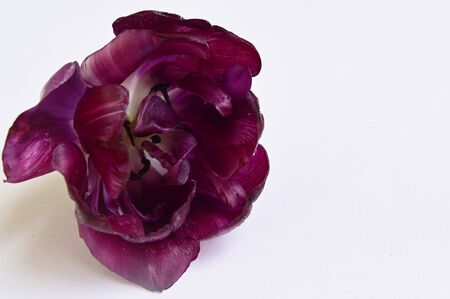 a very pretty flower close upの写真素材