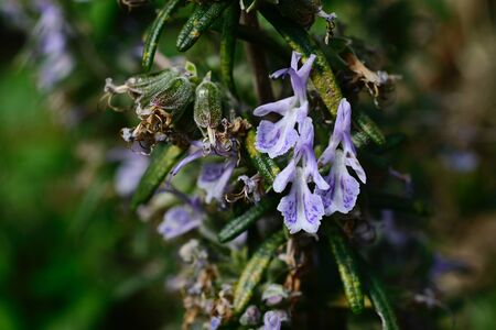 a nice colorful gardens flowerの写真素材
