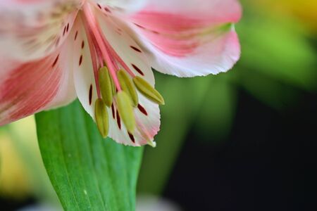 a very nice colorful wild orchidの写真素材