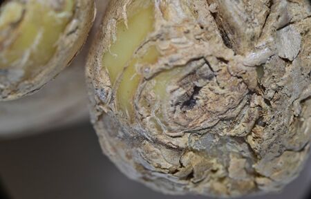 a very close up  photo gingerの写真素材