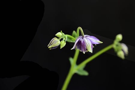 a very nicer small wild flowerの写真素材