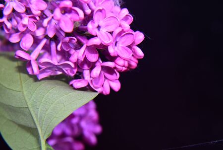 a beautiful purple lilac close upの写真素材