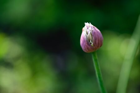 a beautiful bud flower in my gardenの写真素材