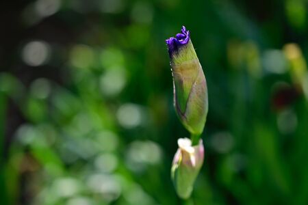 a verz nice bud flower close upの写真素材