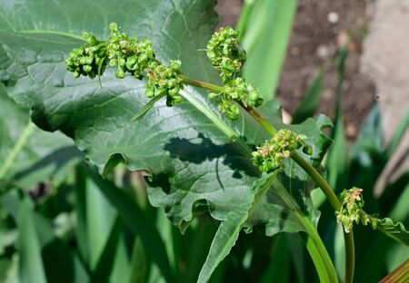 a very nice green bud gardens flower