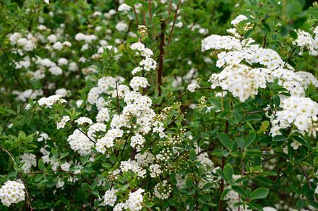 a very many white small gardens flower