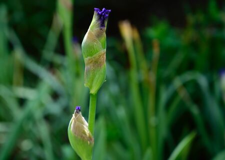 two beautiful iris bud in my gardenの写真素材